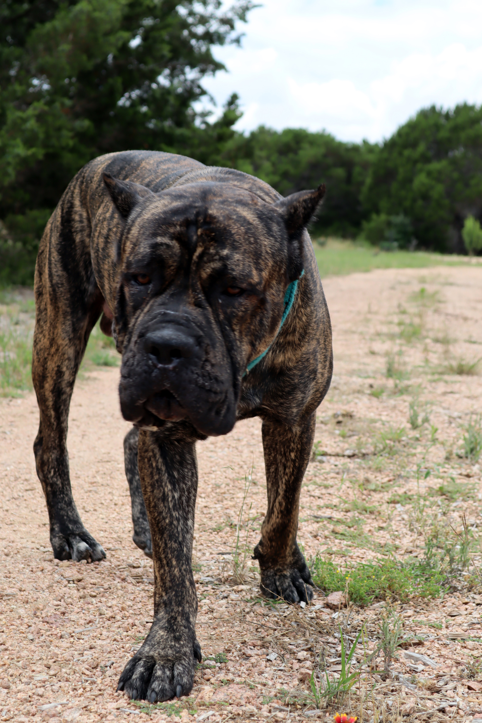 Battista Gallery Senza Tempo Cane Corso