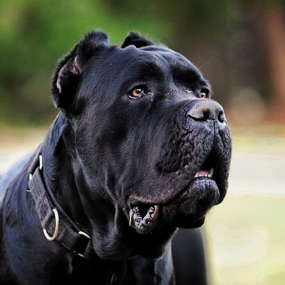 Madmartigan | Senza Tempo Cane Corso